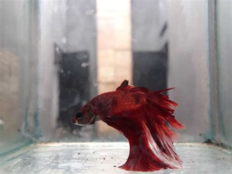 betta fish diseases with pictures|Common Betta Fish Diseases: Prevention, Signs, & Treatment.